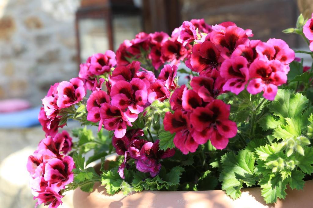 Terrace Houses Sirince Selçuk Pokój zdjęcie